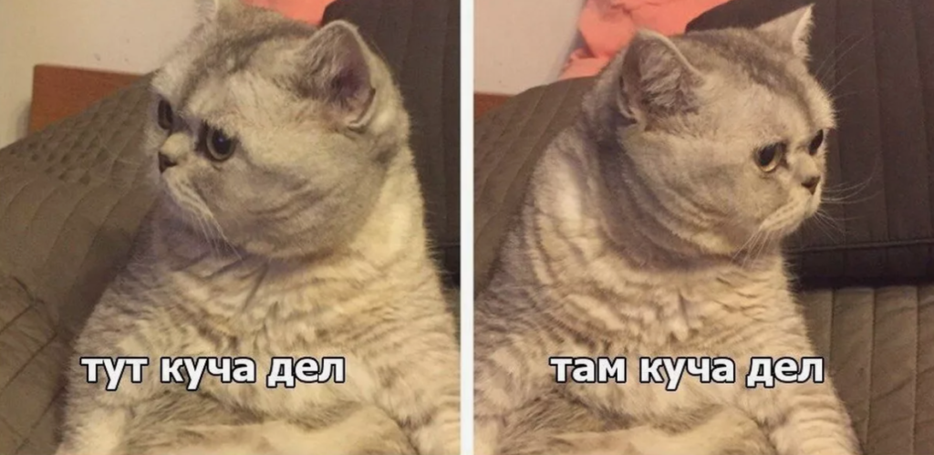 котик заработался